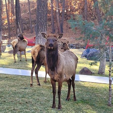 Готель Sierra Blanca Cabins Руідозо Екстер'єр фото